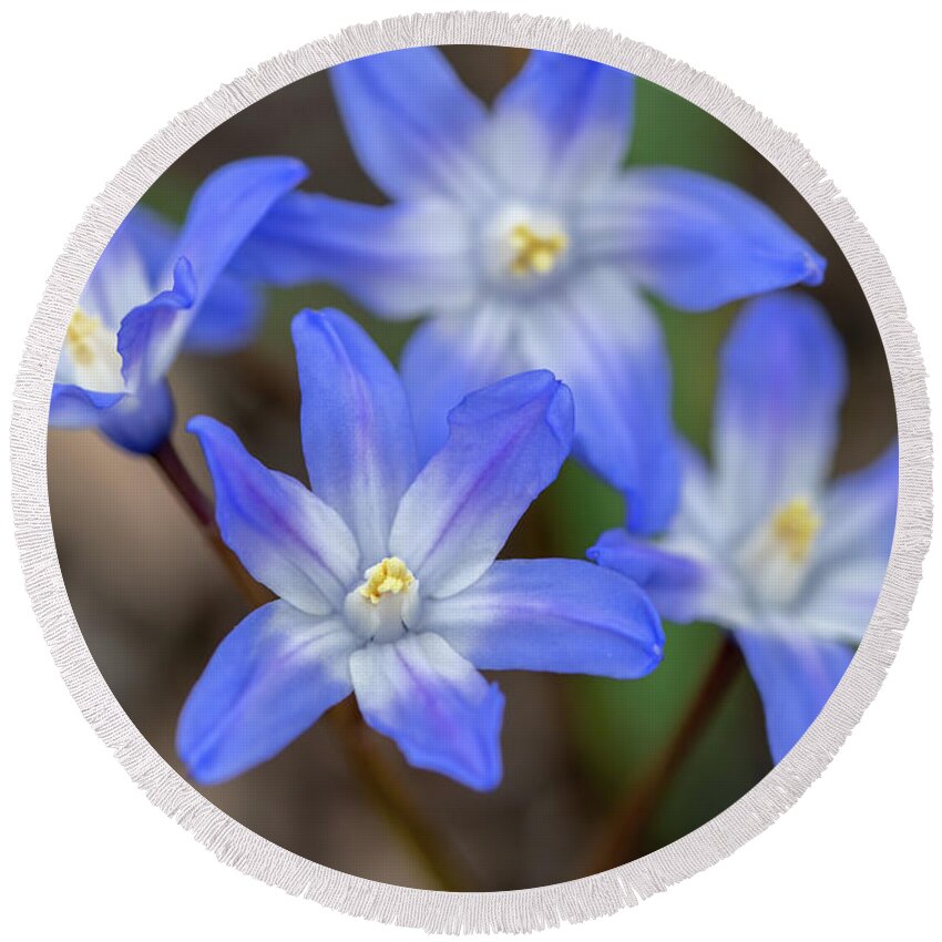 Blue Round Beach Towel featuring the photograph Blue Blossoms by Arthur Oleary