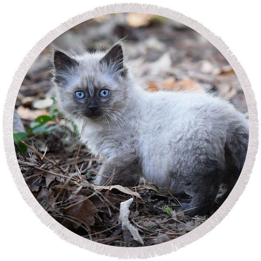 Kitten Round Beach Towel featuring the photograph Blue Eyes by DArcy Evans