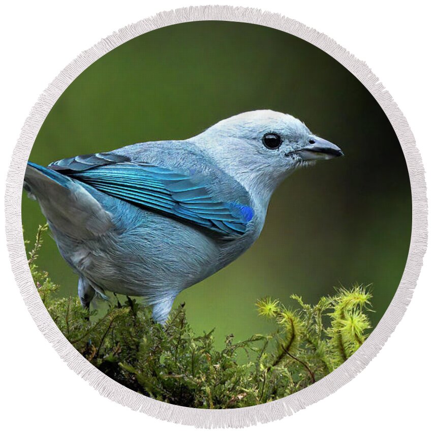 Gary Johnson Round Beach Towel featuring the photograph Blue-Grey Tanager by Gary Johnson