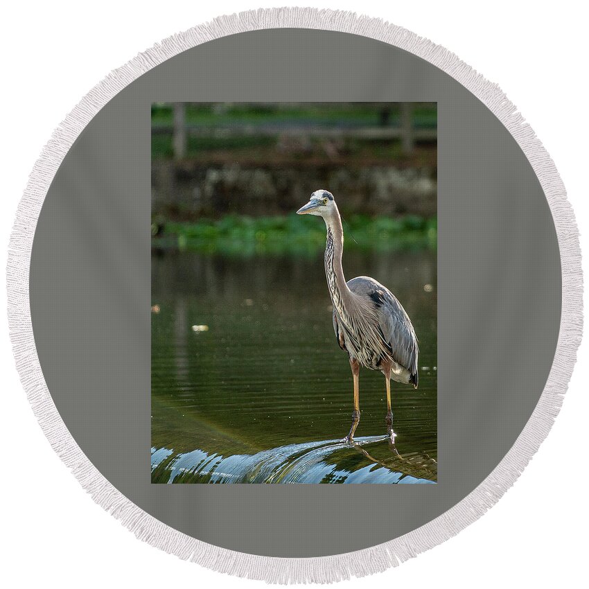 Blue Heron Round Beach Towel featuring the photograph Blue Heron in Clinton Township by GeeLeesa