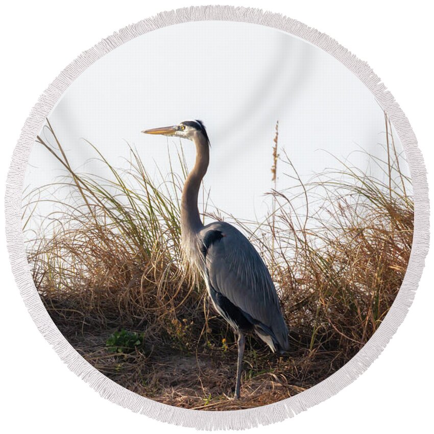 Blue Heron Round Beach Towel featuring the photograph Blue Heron on the Dunes by Susan Rissi Tregoning