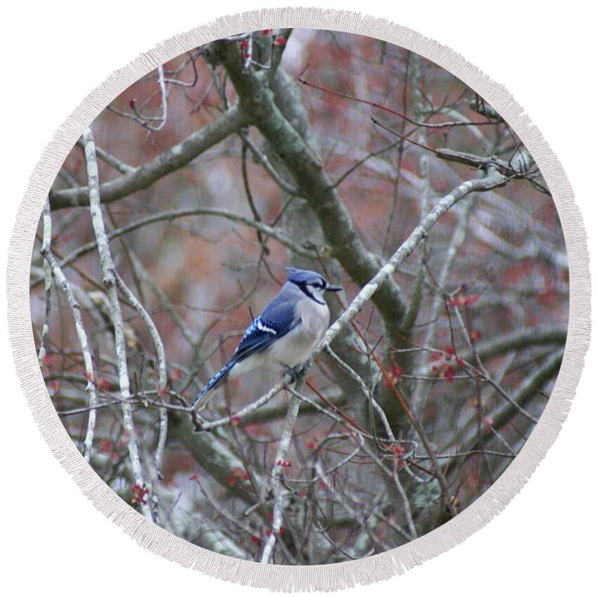  Round Beach Towel featuring the photograph Blue Jay by Heather E Harman