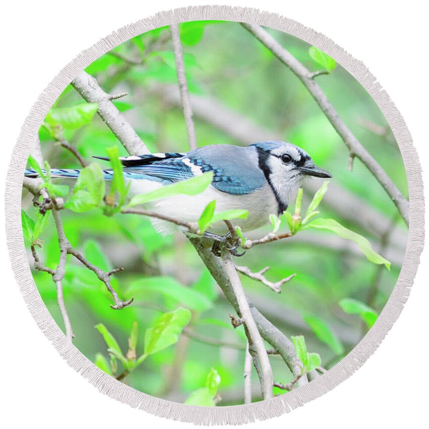 Bird Round Beach Towel featuring the photograph Blue Jay on a Branch by Amelia Pearn