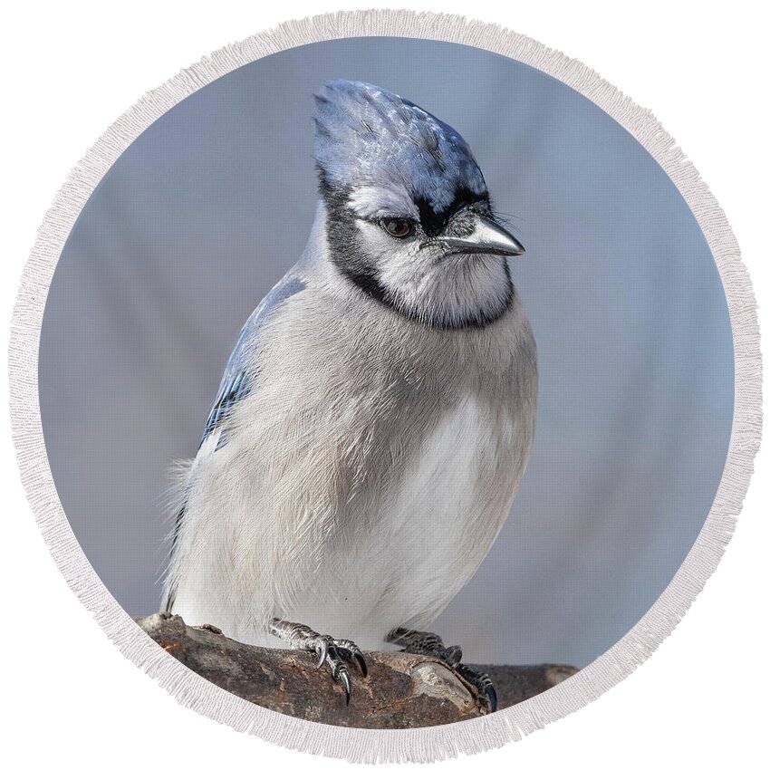  Round Beach Towel featuring the photograph Blue Jay Sitting Pretty by Sandra Rust