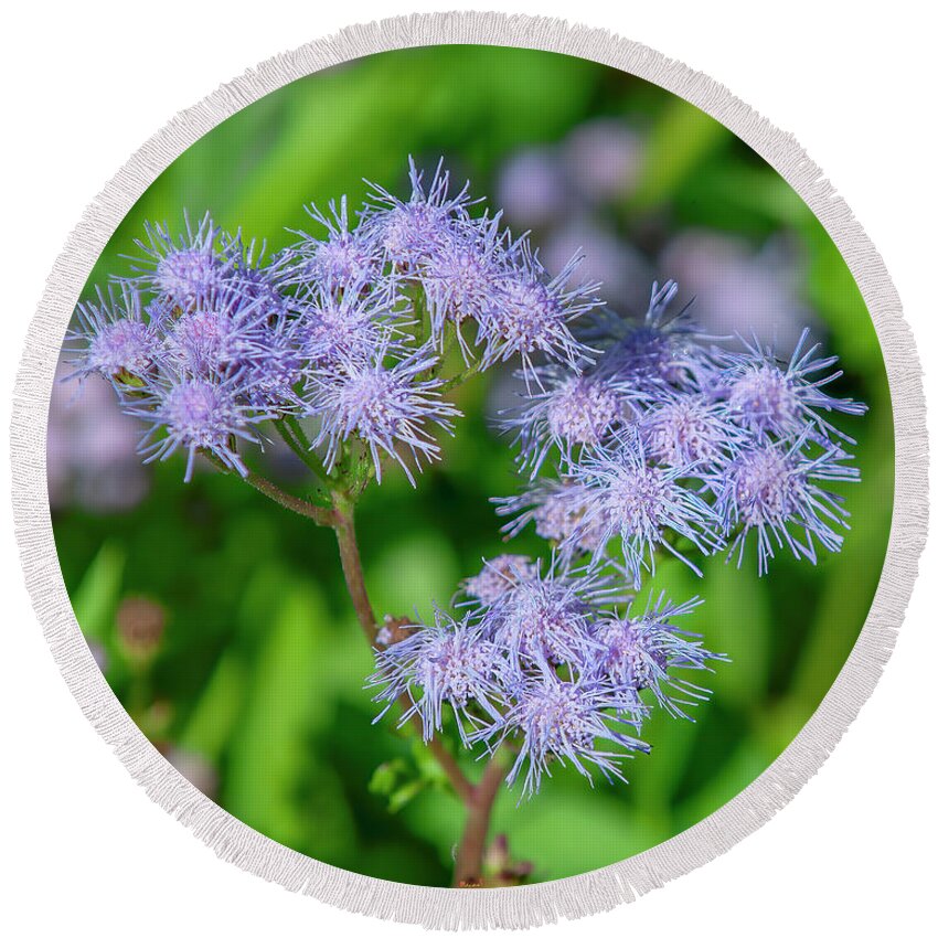 Aster Family Round Beach Towel featuring the photograph Blue Mistflower DFL1215 by Gerry Gantt