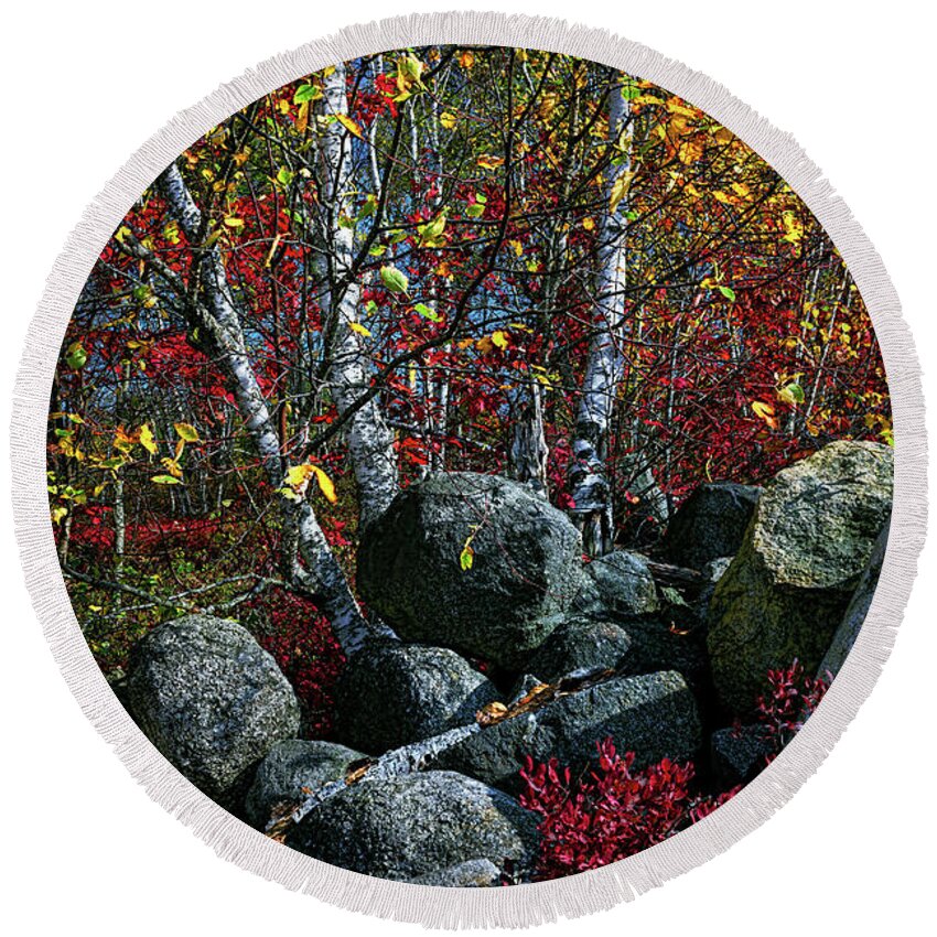 Blueberry Barrens Round Beach Towel featuring the photograph Blueberry Barren Birches 6 by Marty Saccone