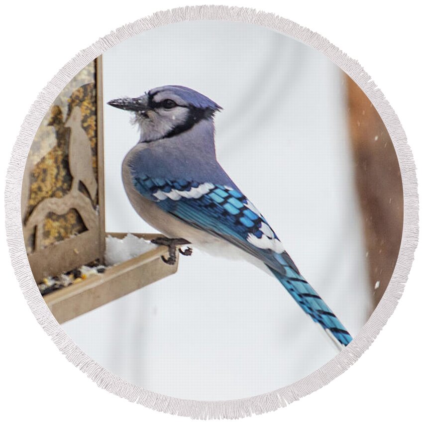 2019 Round Beach Towel featuring the photograph Bluejay 1 by Gerri Bigler