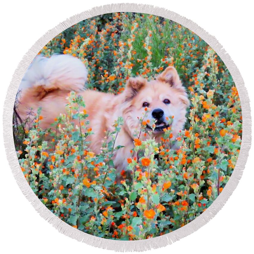 Akita Round Beach Towel featuring the photograph Bodhi in the Globemallows by Judy Kennedy
