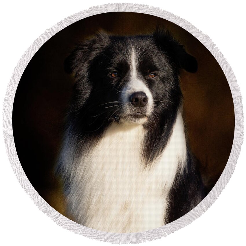 Border Collie Round Beach Towel featuring the photograph Border Collie Portrait by Diana Andersen