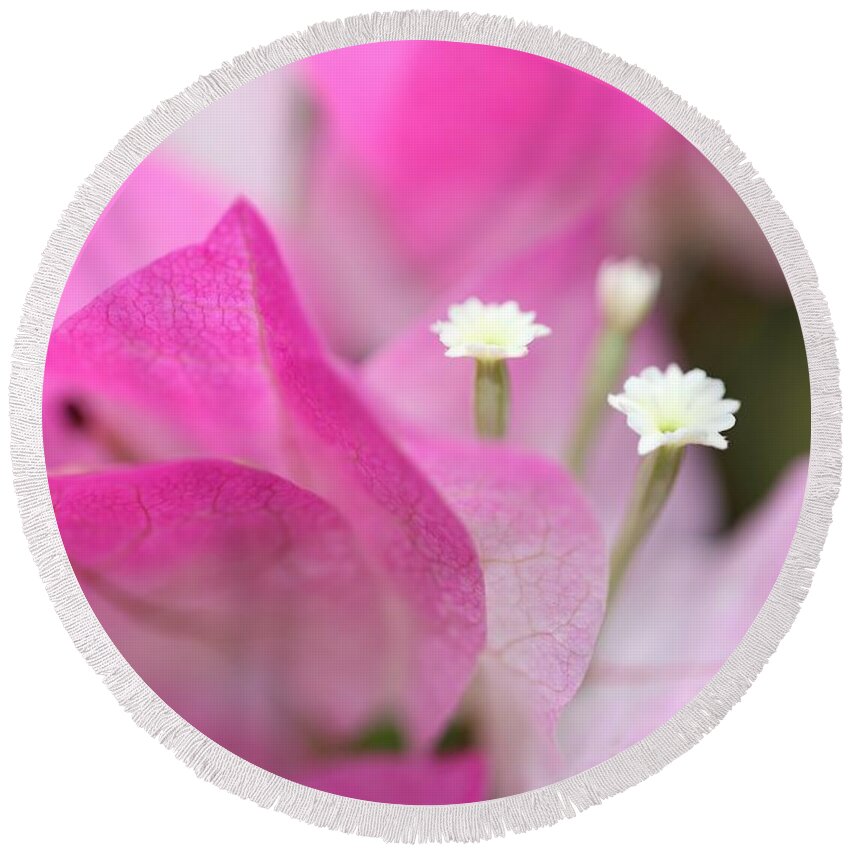 Bougainvillea Round Beach Towel featuring the photograph Bougainvillea by Mingming Jiang