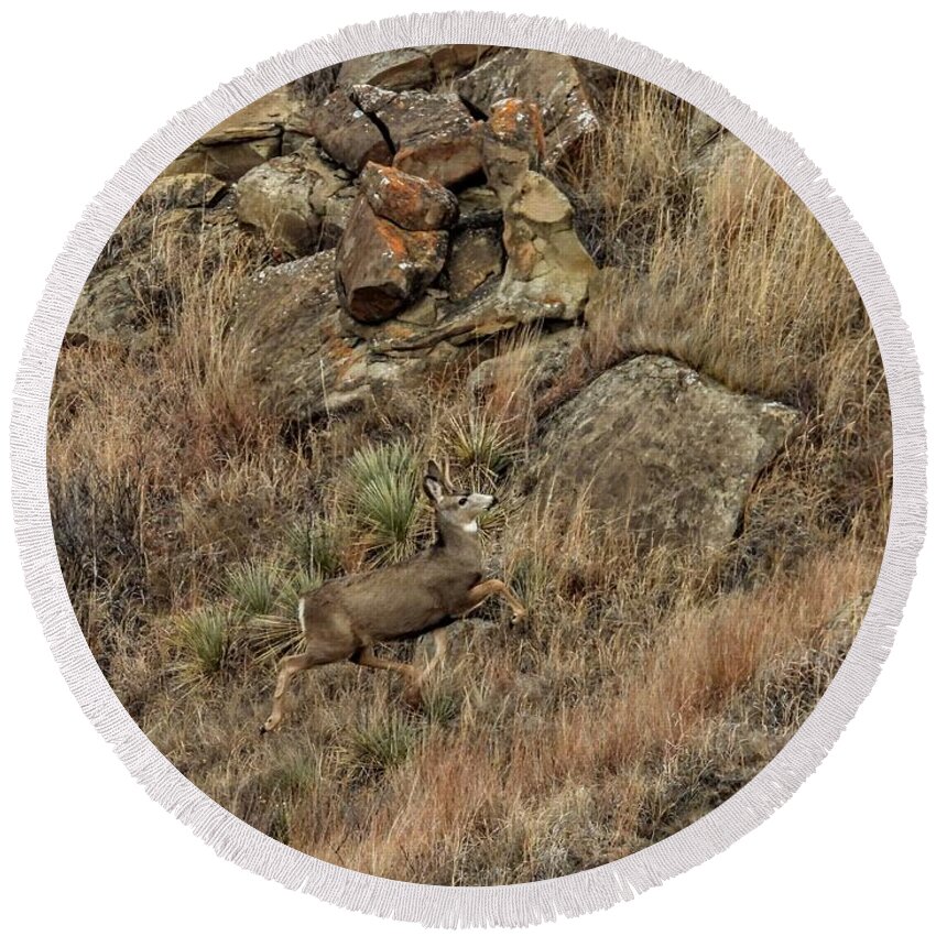 Mule Deer Round Beach Towel featuring the photograph Bounding Up The Hill by Amanda R Wright