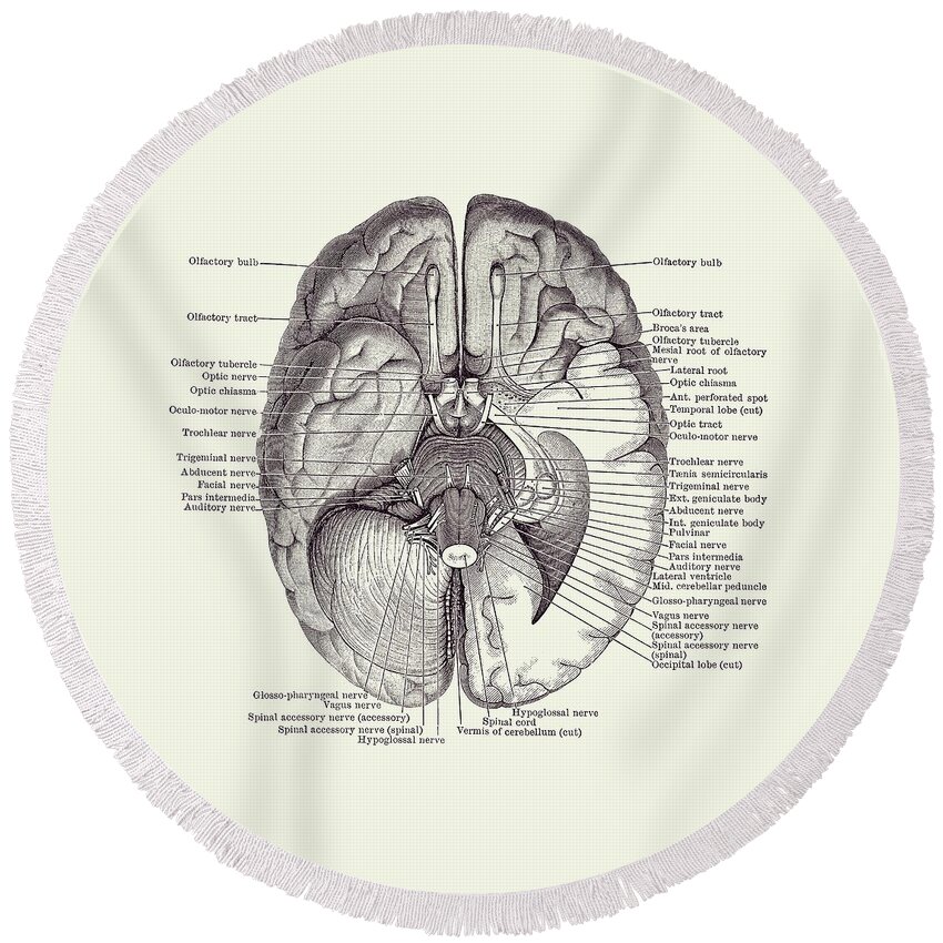 Brain Round Beach Towel featuring the drawing Brain Nervous System Diagram - Vintage Anatomy 2 by Vintage Anatomy Prints
