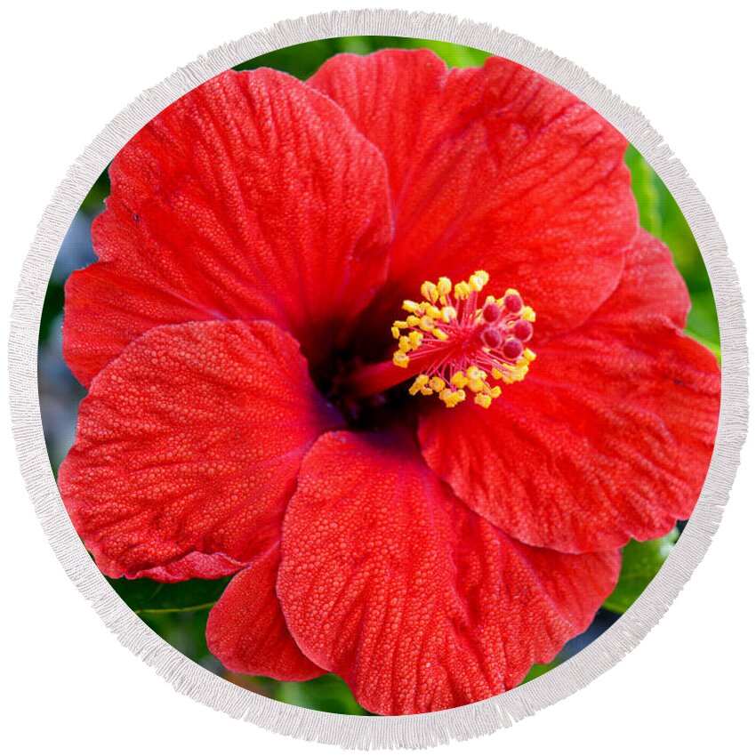 Hibiscus Round Beach Towel featuring the photograph Bright Beauty by Marie Dudek Brown