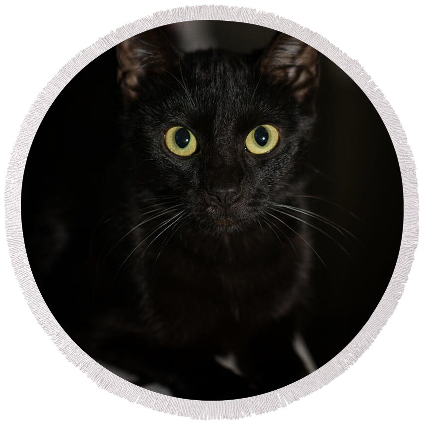 Cat Round Beach Towel featuring the photograph Bright Eyes by DArcy Evans