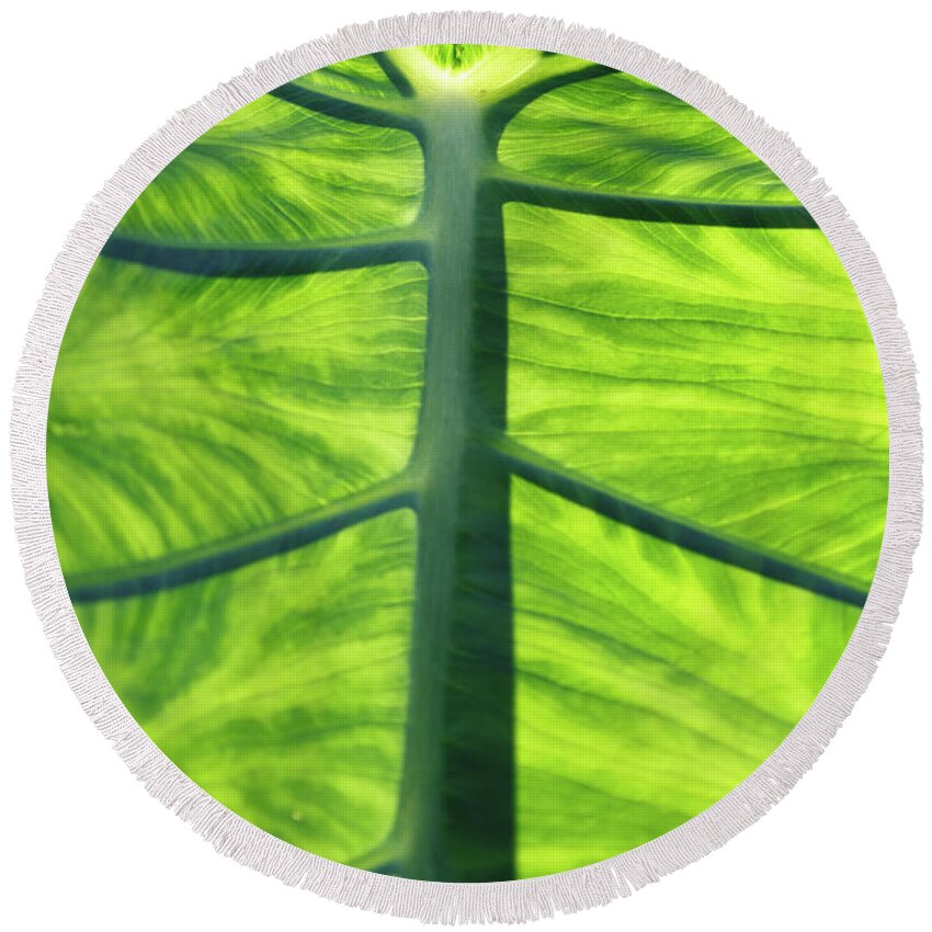 Abstract Round Beach Towel featuring the photograph Bright Green Leaf Close Up by Rick Deacon