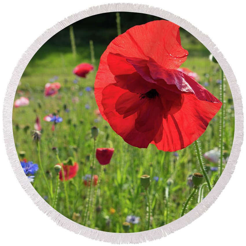 Poppy Round Beach Towel featuring the photograph Bright red poppy flower by Adriana Mueller
