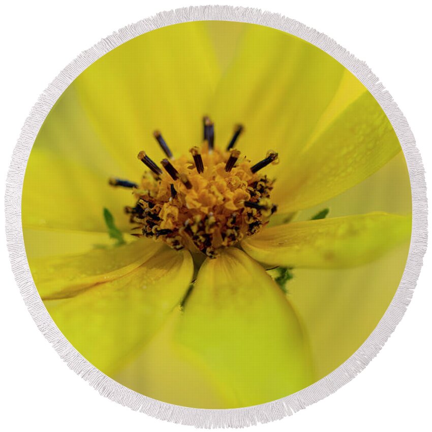 Yellow Round Beach Towel featuring the photograph Bright Yellow Daisy by Karen Rispin
