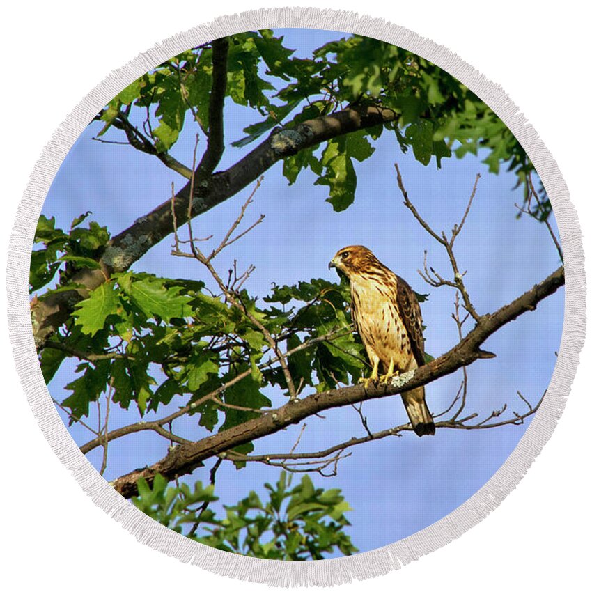 Bird Round Beach Towel featuring the photograph Broad Winged Hawk by Christina Rollo