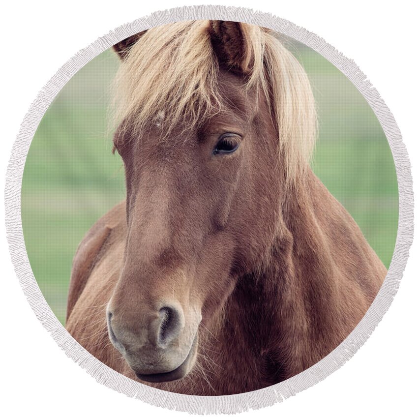 Horse Round Beach Towel featuring the photograph Brown icelandic horse by Delphimages Photo Creations