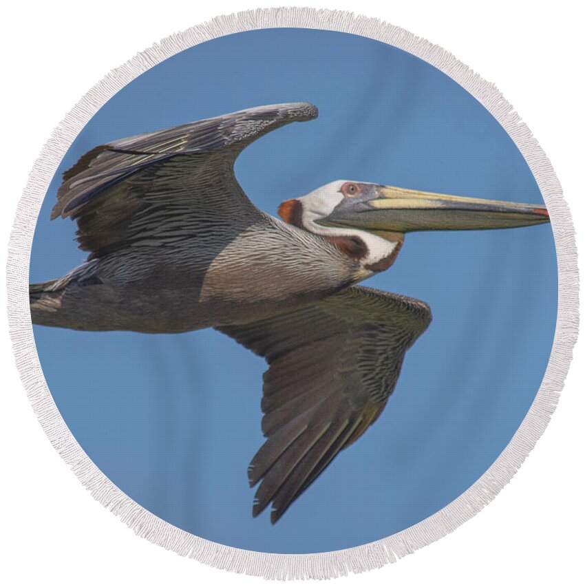 Nature Round Beach Towel featuring the photograph Brown pelican at Kiawah by Barry Bohn