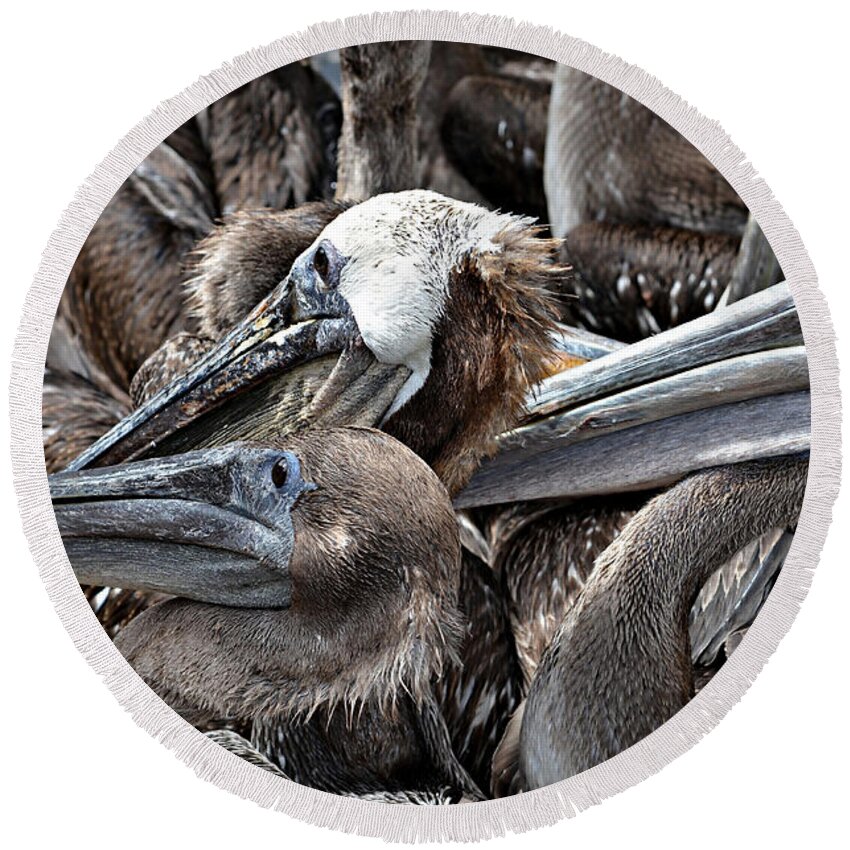 Pelican Round Beach Towel featuring the photograph Brown Pelicans by Vivian Krug Cotton