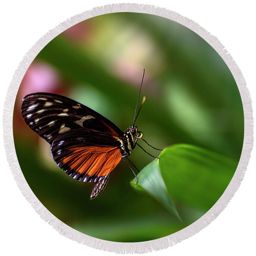 Butterfly Round Beach Towel featuring the photograph Brush Footed by John Poon