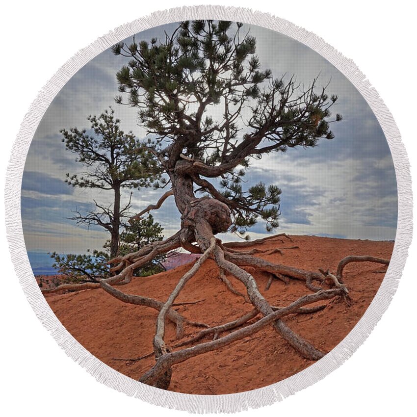 Bryce Canyon National Park Round Beach Towel featuring the photograph Bryce Canyon National Park - Fighting to Stay Rooted by Yvonne Jasinski