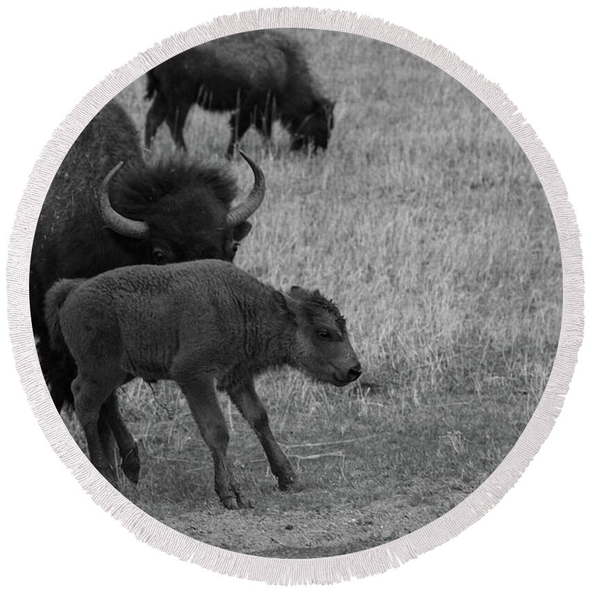 Buffalo Round Beach Towel featuring the photograph Buffalo calf at Theodore Roosevelt National Park in North Dakota in black and white by Eldon McGraw
