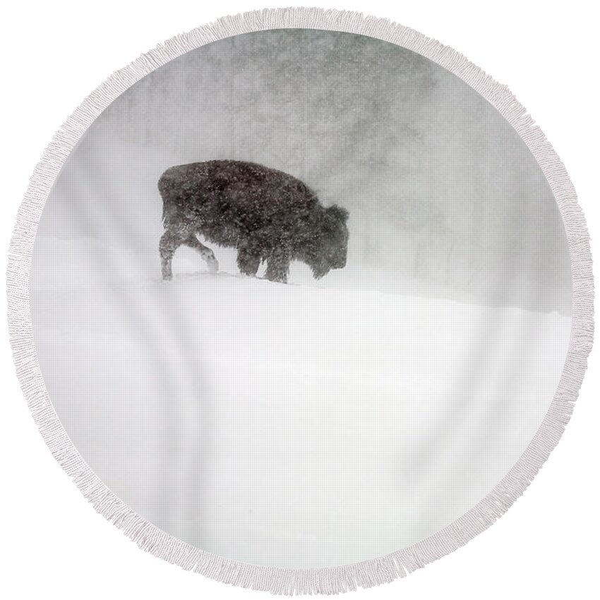 Winter Round Beach Towel featuring the photograph Buffalo in Winter Storm by Craig J Satterlee