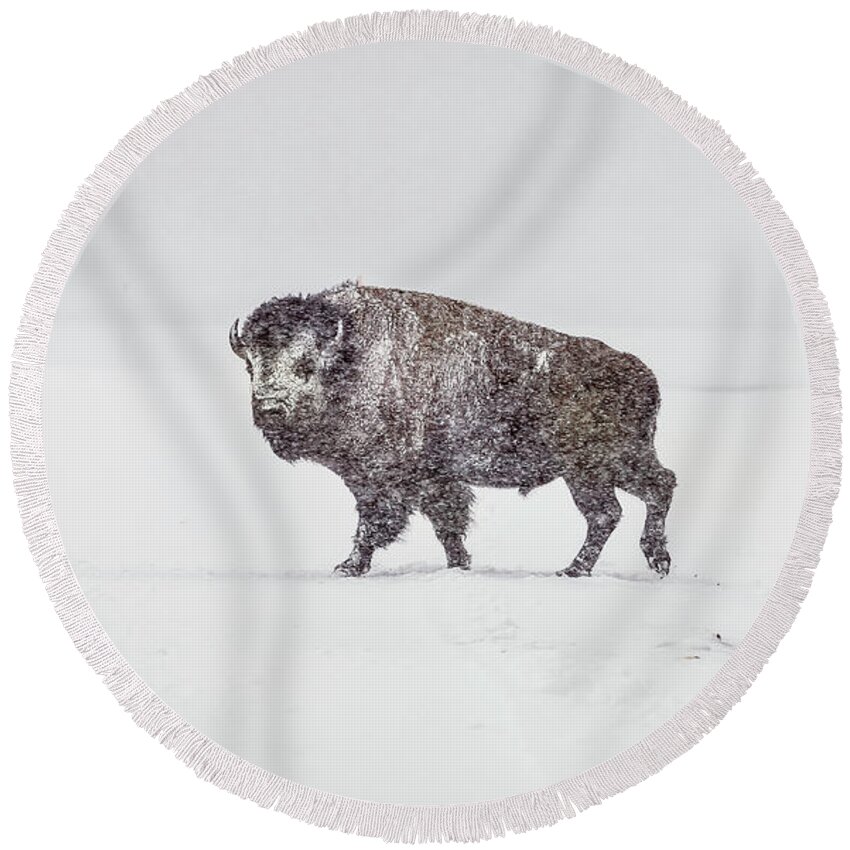 Buffalo Round Beach Towel featuring the photograph Buffalo in Yellowstone Winter by Craig J Satterlee