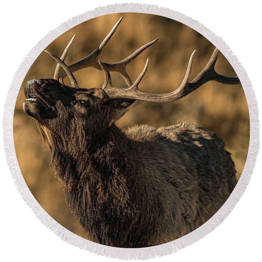 Bull Elk Round Beach Towel featuring the photograph Bull Elk Bugle In Fall by Yeates Photography