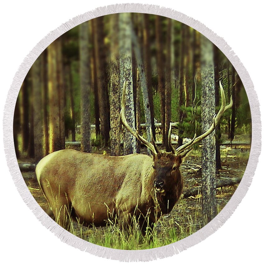 Elk Round Beach Towel featuring the photograph Bull Elk by Carl Moore