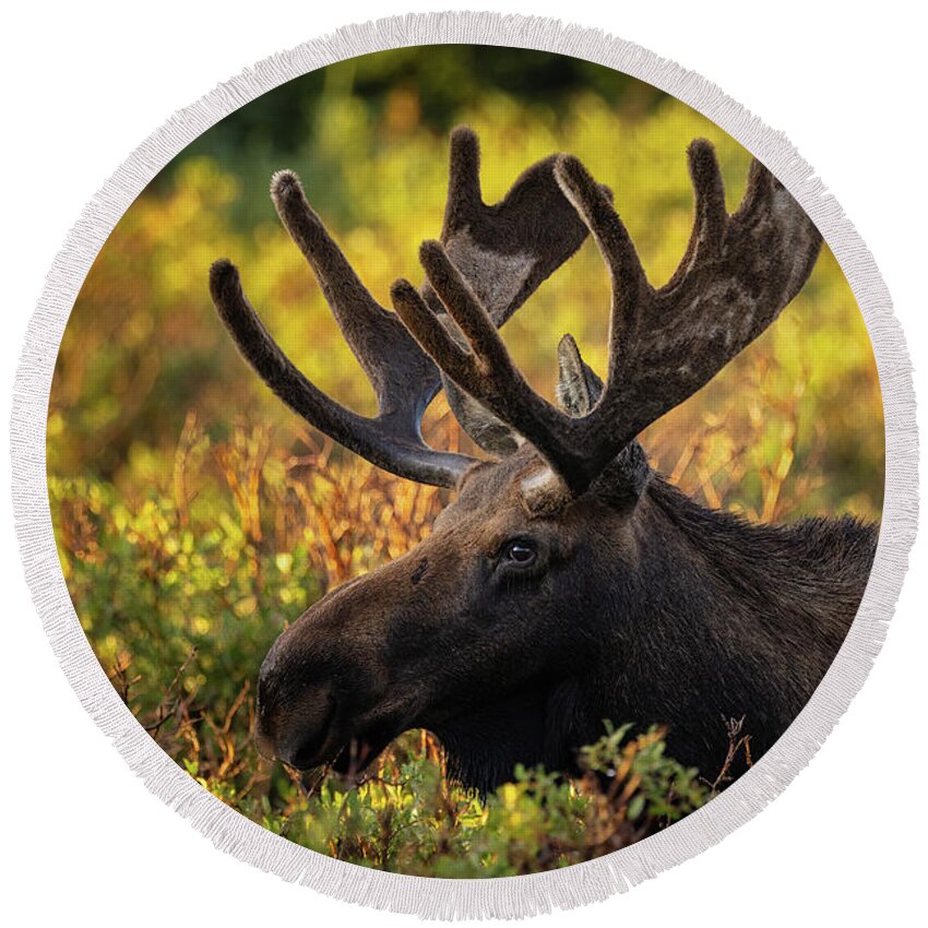Bull Moose Round Beach Towel featuring the photograph Bull Moose in the Morning Sun by Phillip Rubino