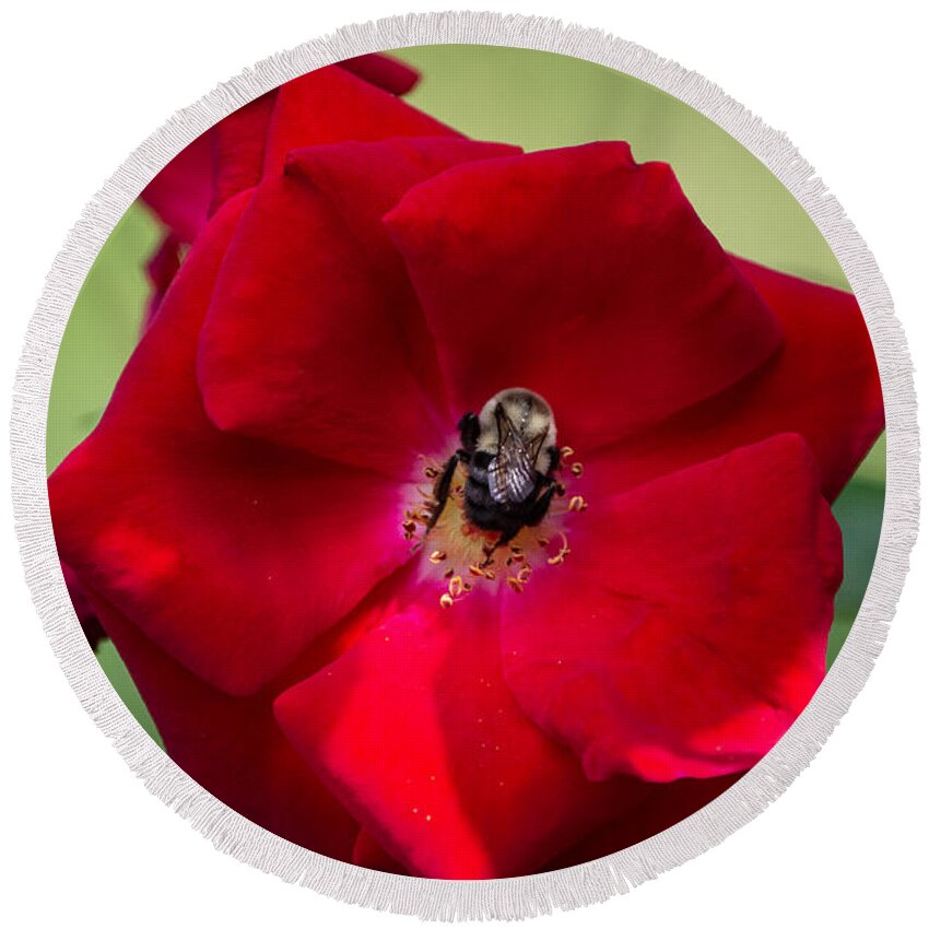 Bumble Bee Round Beach Towel featuring the photograph Bumble Bee and Red Rose by Linda Bonaccorsi