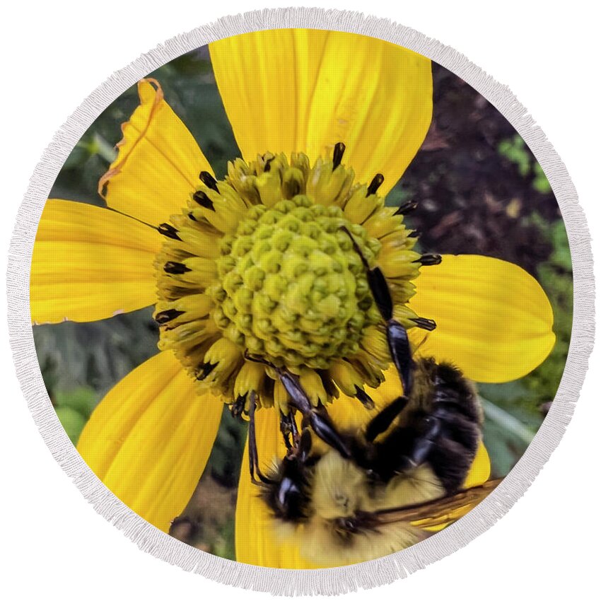 Yellow Fuzzy Bumble Bee Gathering Nectar On A Yellow Flower At Montreal Botanical Gardens. Round Beach Towel featuring the photograph Bumble Bee on Yellow Flower by Matthew Bamberg