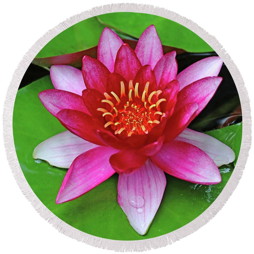 Lilies Round Beach Towel featuring the photograph Burgundy Red Princess by Debbie Oppermann