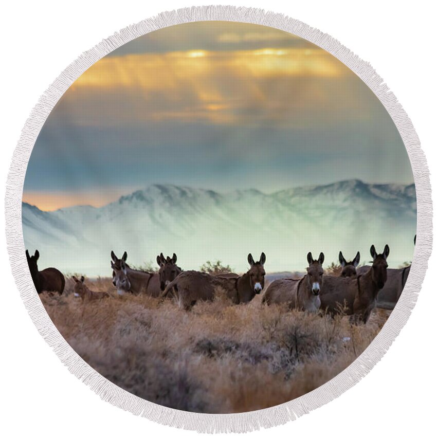 Light Round Beach Towel featuring the photograph Burros and Rays by Mike Lee