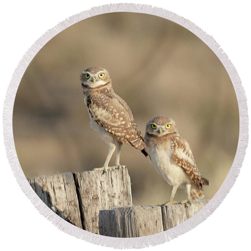 Bird Round Beach Towel featuring the photograph Burrowing Owls in Northern Utah by Dennis Hammer