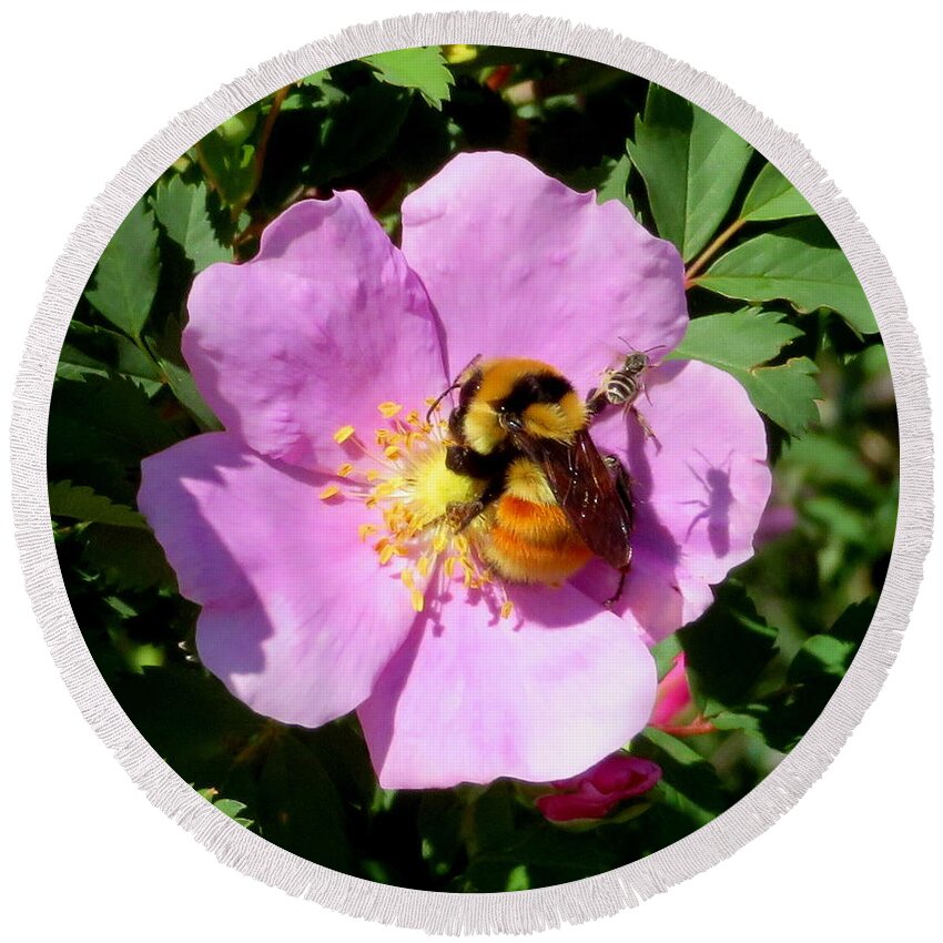 Bee Round Beach Towel featuring the photograph Busy Bumble Bee and Friend by Katie Keenan