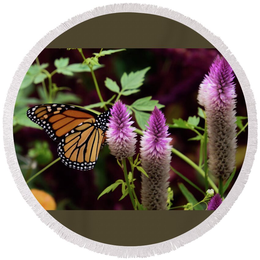 Monarch Round Beach Towel featuring the photograph Butterfly on Celosia by Christina McGoran