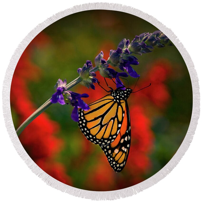 Butterfly Round Beach Towel featuring the photograph Butterfly on Purple Flower by Carolyn Hutchins