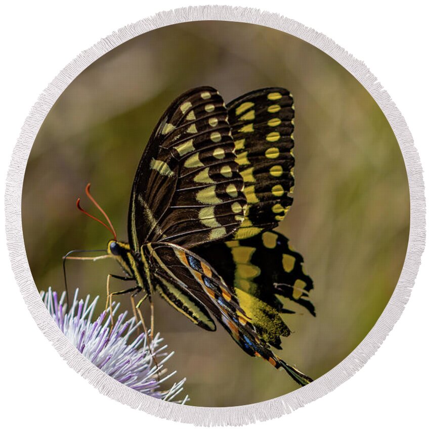 Butterfly Round Beach Towel featuring the photograph Butterfly on Thistle by Tom Claud