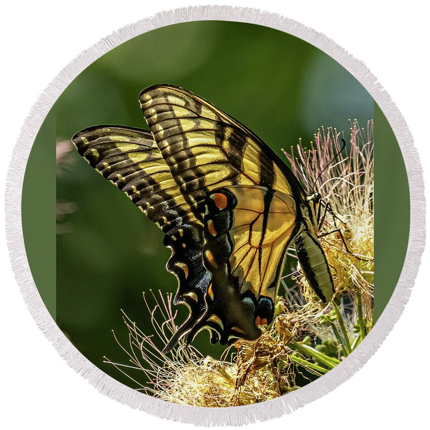 Eastern Tiger Swallowtail Butterfly Round Beach Towel featuring the photograph Butterfly Wings by Rick Nelson