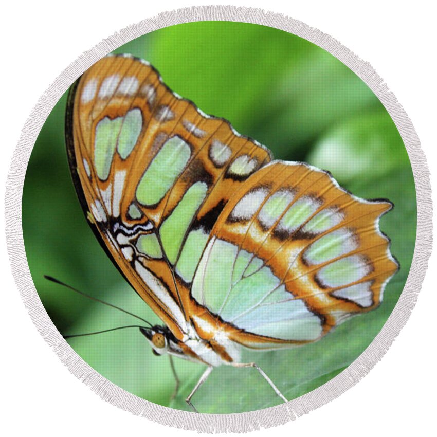 Butterfly Round Beach Towel featuring the photograph Butterfly6109 by Carolyn Stagger Cokley