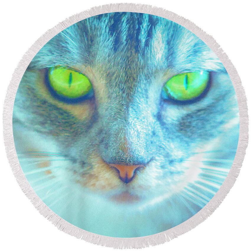 Cat Round Beach Towel featuring the photograph By The Light of a Cat by Bonnie Follett