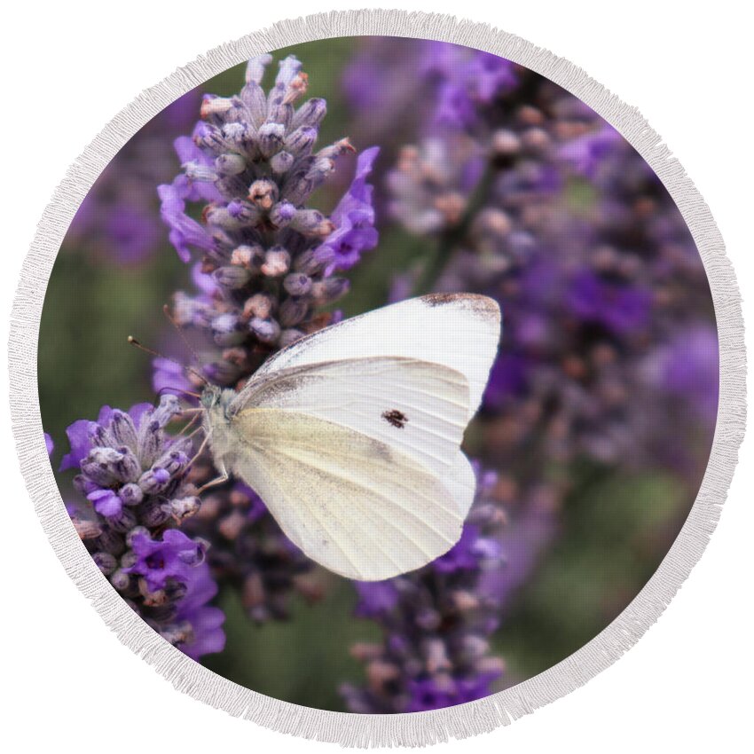 Cabbage White Butterfly Round Beach Towel featuring the photograph Cabbage White Butterfly on Lavender by D Lee