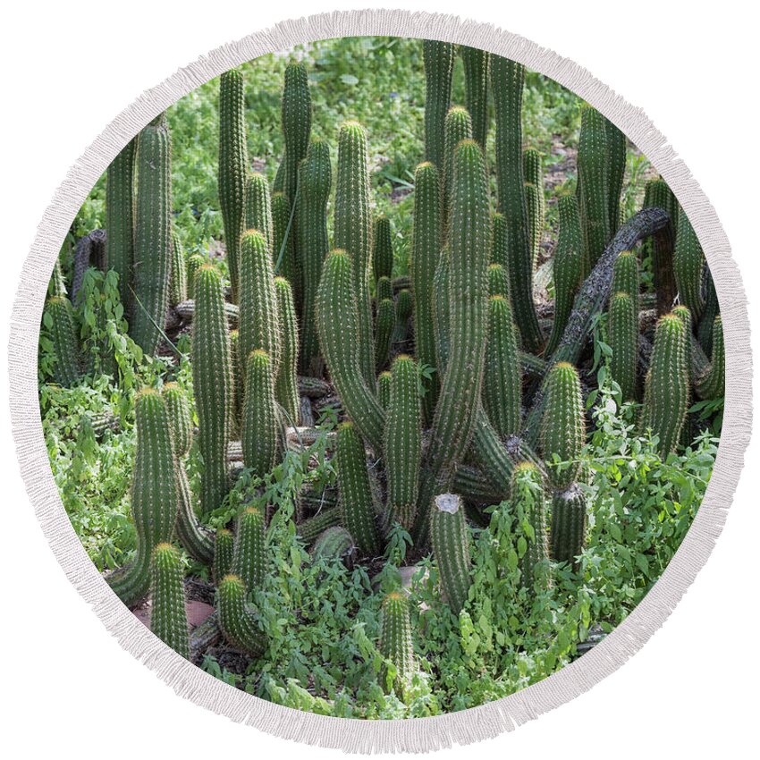 Cactus Round Beach Towel featuring the photograph Cactus Towers by Aaron Burrows