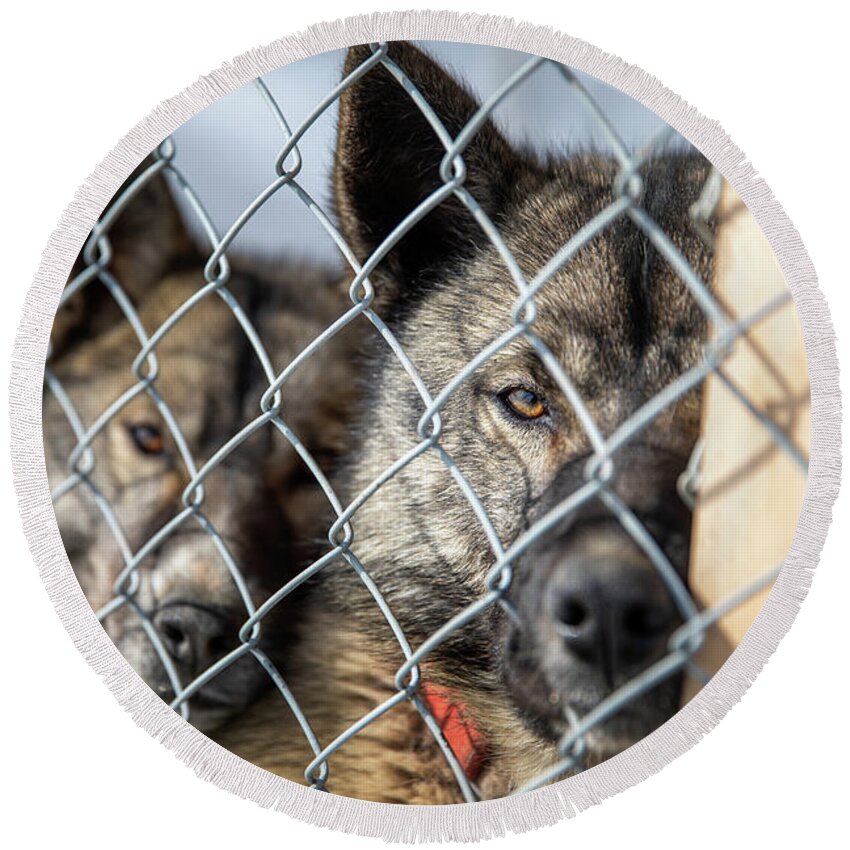 Dog Round Beach Towel featuring the photograph Caged husky sled dogs in Svalbard by Jane Rix