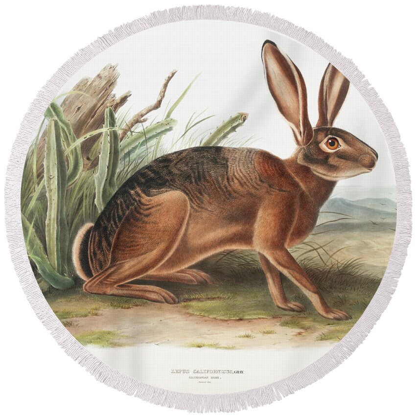 America Round Beach Towel featuring the mixed media Californian Hare. John Woodhouse Audubon by World Art Collective