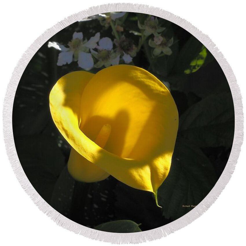 Yellow Round Beach Towel featuring the photograph Calla Lily Berry Blossoms by Richard Thomas